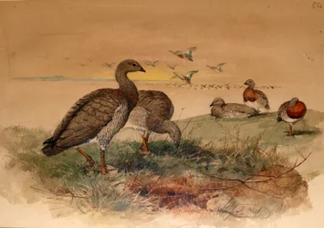 Ashy-headed Goose（Chloephaga poliocephala）、1852-54